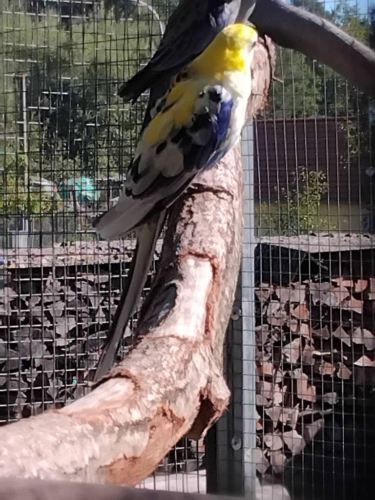 Rosela žlutohlavá po strakách