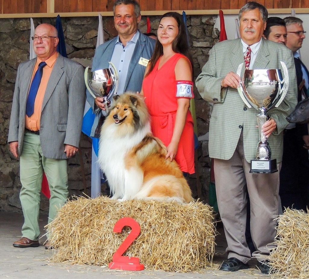 Dlouhosrstá kolie - štěňátka s PP