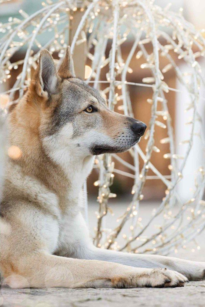 Československý vlčák s rodokmenem TOP spojení