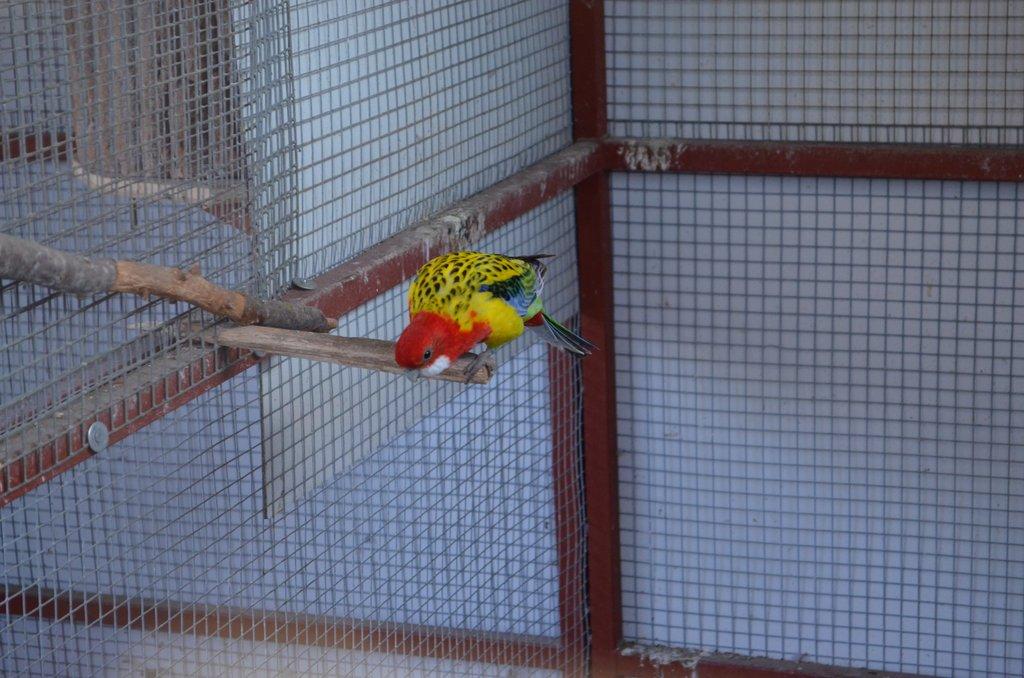 Prodám Roselu pestrou