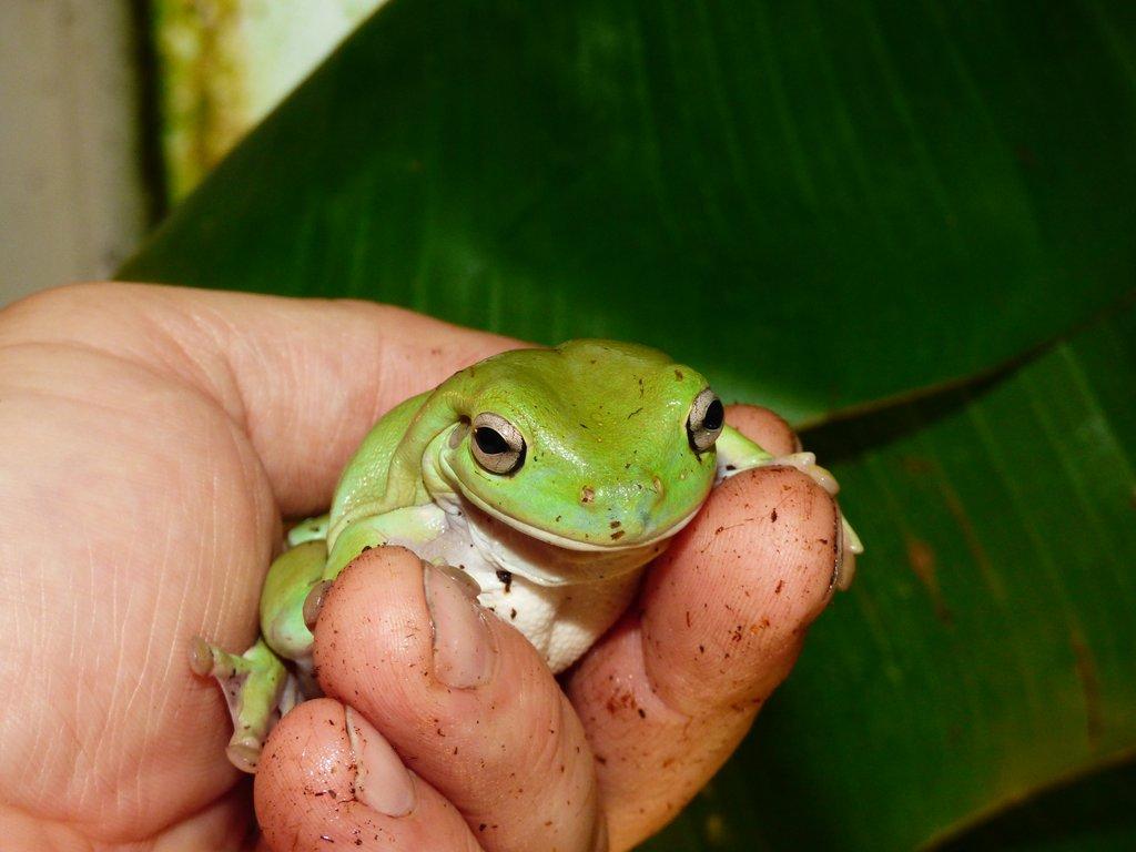 Rosnice siná (Litoria caerulea)