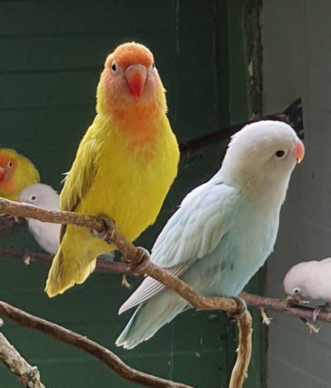 Agapornis hnědohlavý - různé mutace