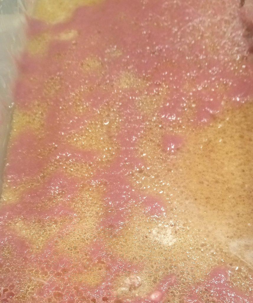 Auloforus - kompletní set na chov