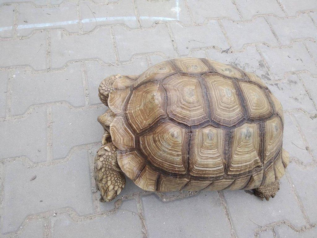 Želvy ostruhaté - sulcaty