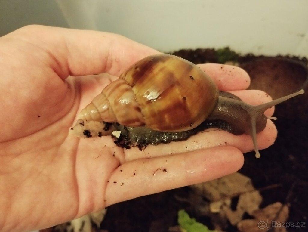 Daruji šneky Lissachatina fulica