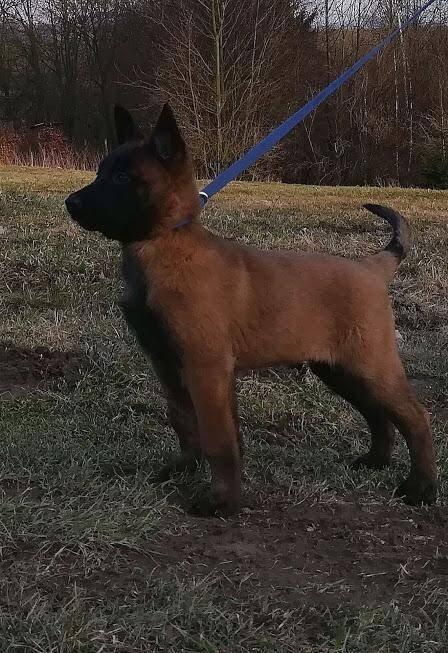 Belgický ovčák - Malinois - štěňata s pp - na záznam