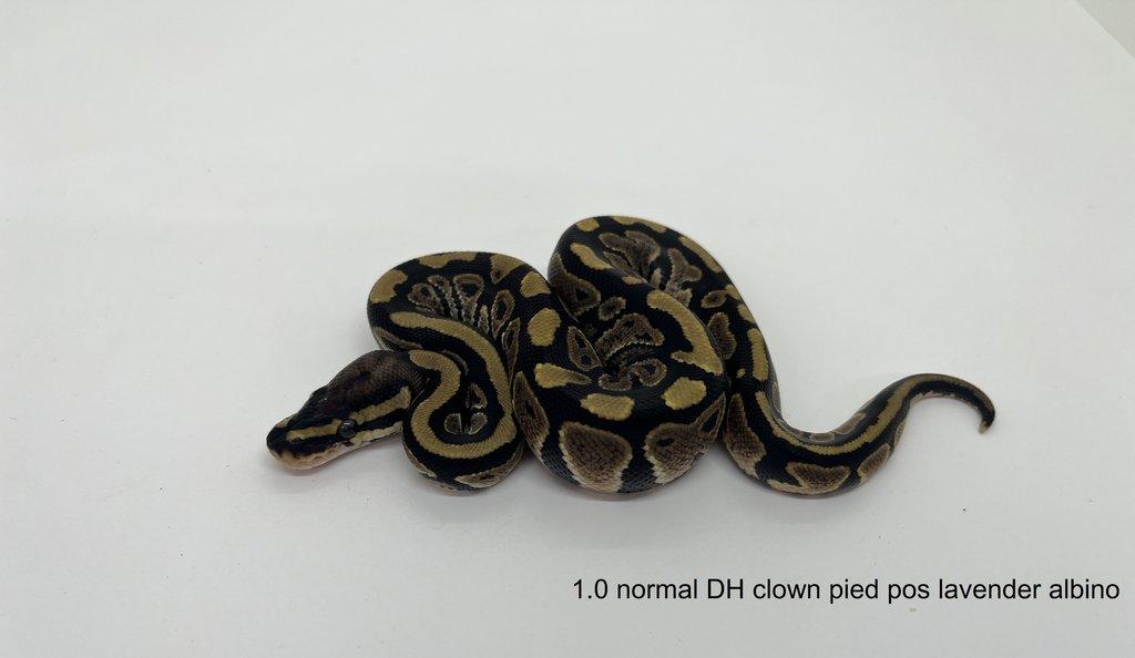 Krajta královská (Python regius)