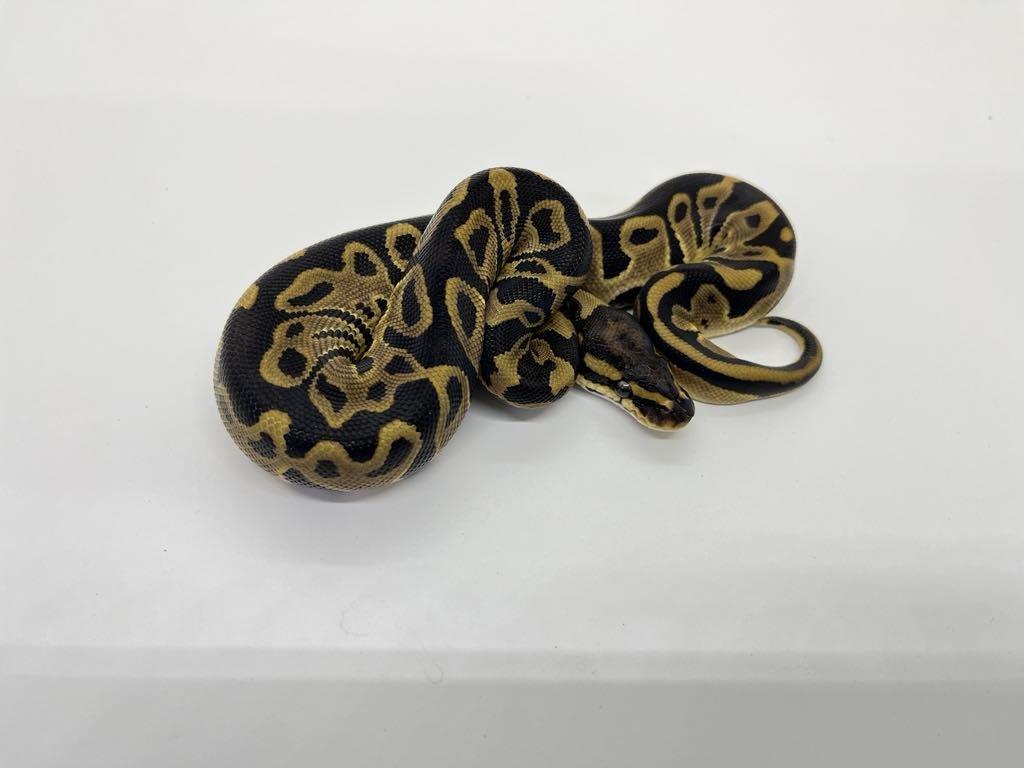 Krajta královská (Python regius)