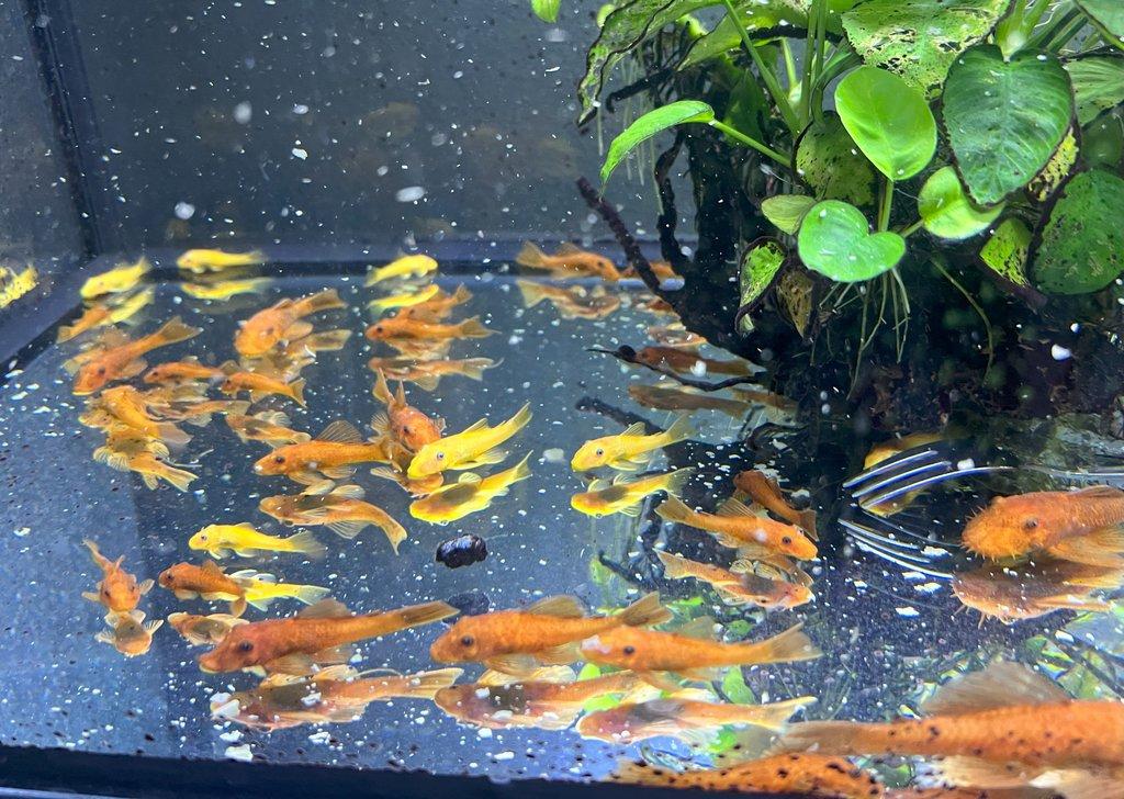 Ancistrus sp. super red - odchovy