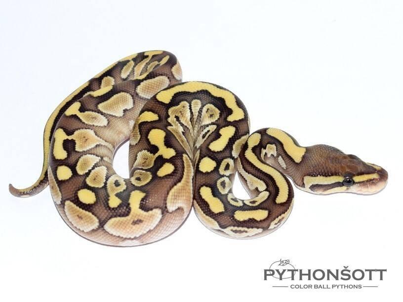 MLÁĎATA KRAJTY KRÁLOVSKÉ (Python regius)