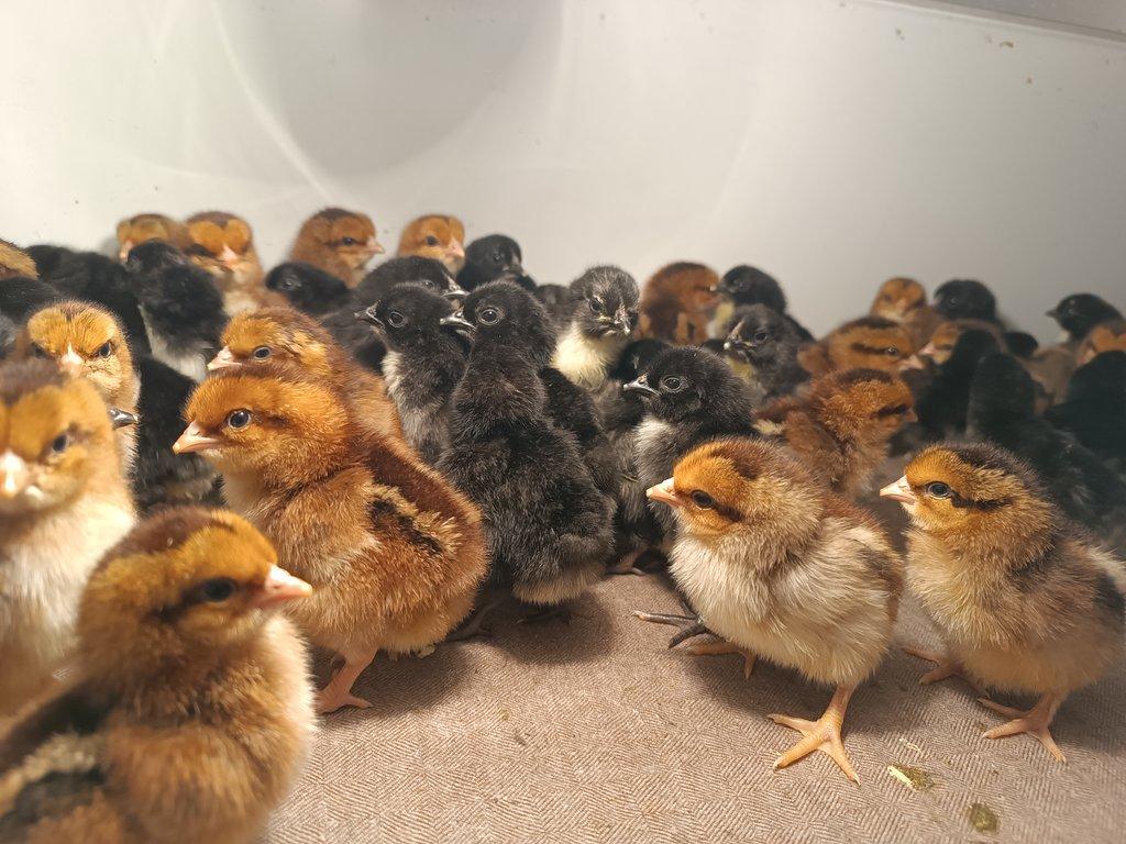 Prodám kuřata zdrobnělé australky černé a velsumky rezavě koroptví.