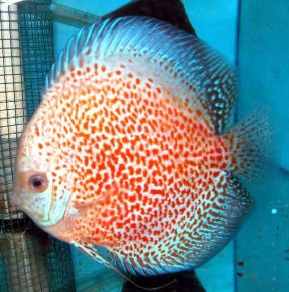 Terčovce terčovci terčovců discus terčovec