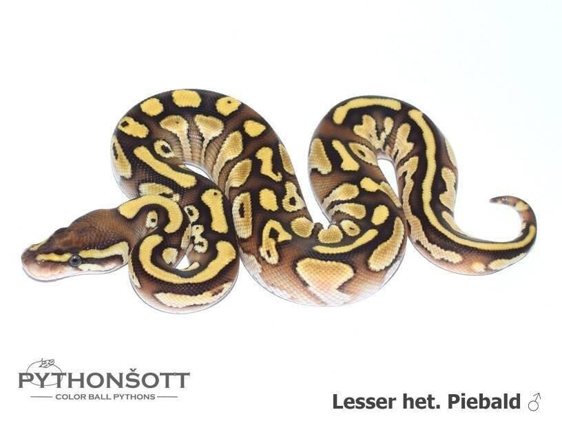 Krajta královská – mláďata z vlastního chovu