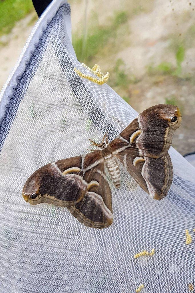 Motýli Martináč pajasanový - Samia cynthia