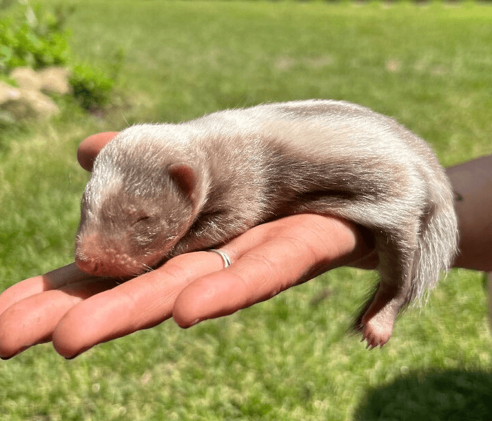 Skunk pruhovaný - 2025