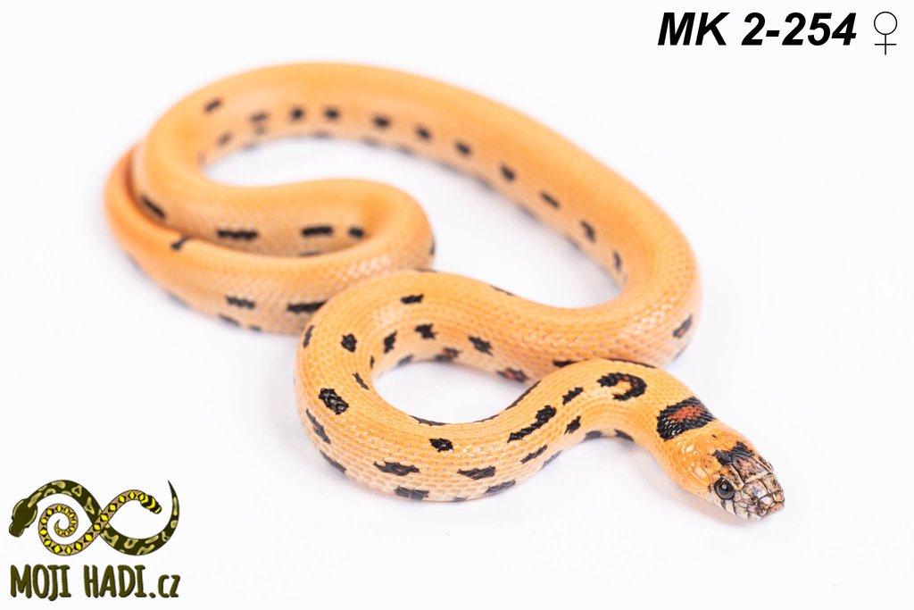 Lampropeltis MAGMAKING