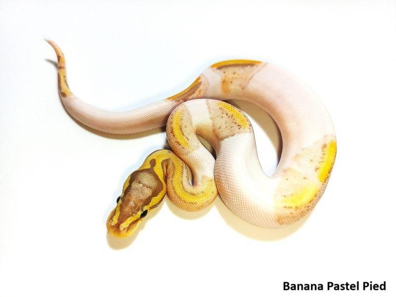 Python regius