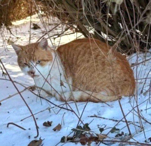Kocourek Pickwick hledá nový domov