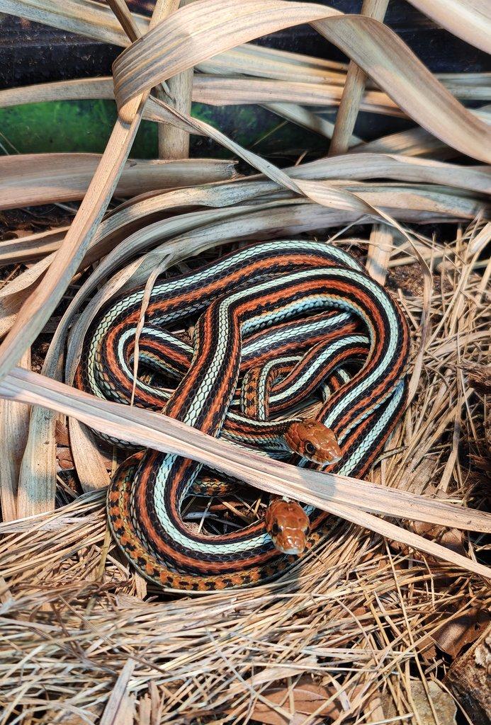 San Francisco Garter snake (Thamnophis sirtalis tetrataenia)