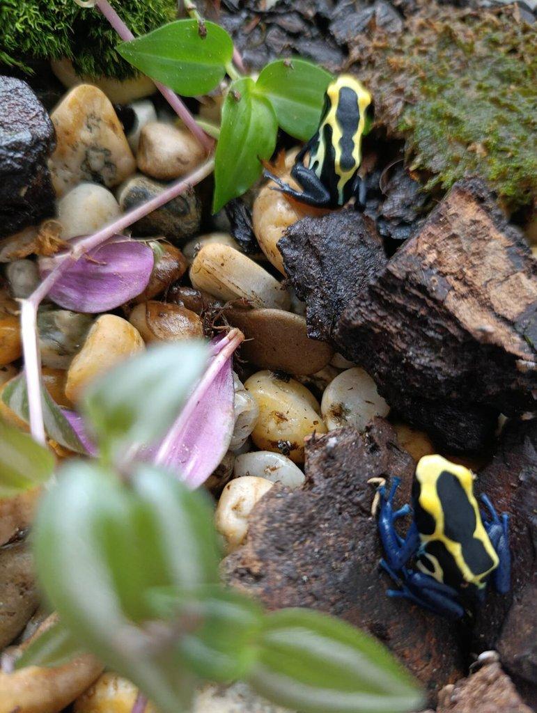 Pralesnička barvířská (Dendrobates tinctorius)