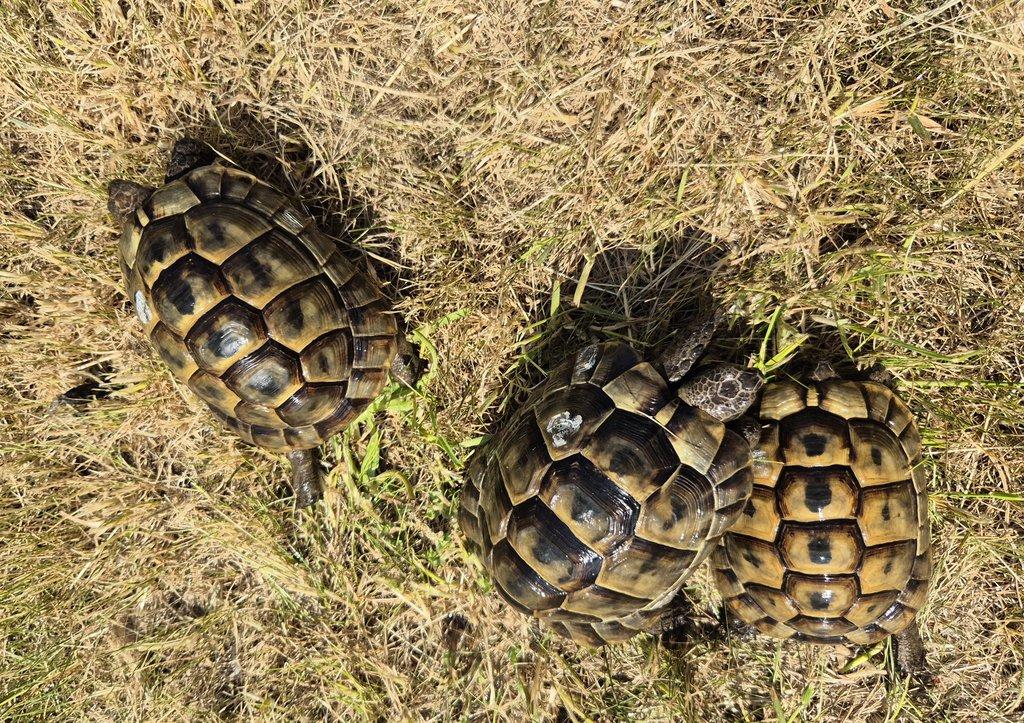 Testudo graeca ibera - želva žlutohnědá