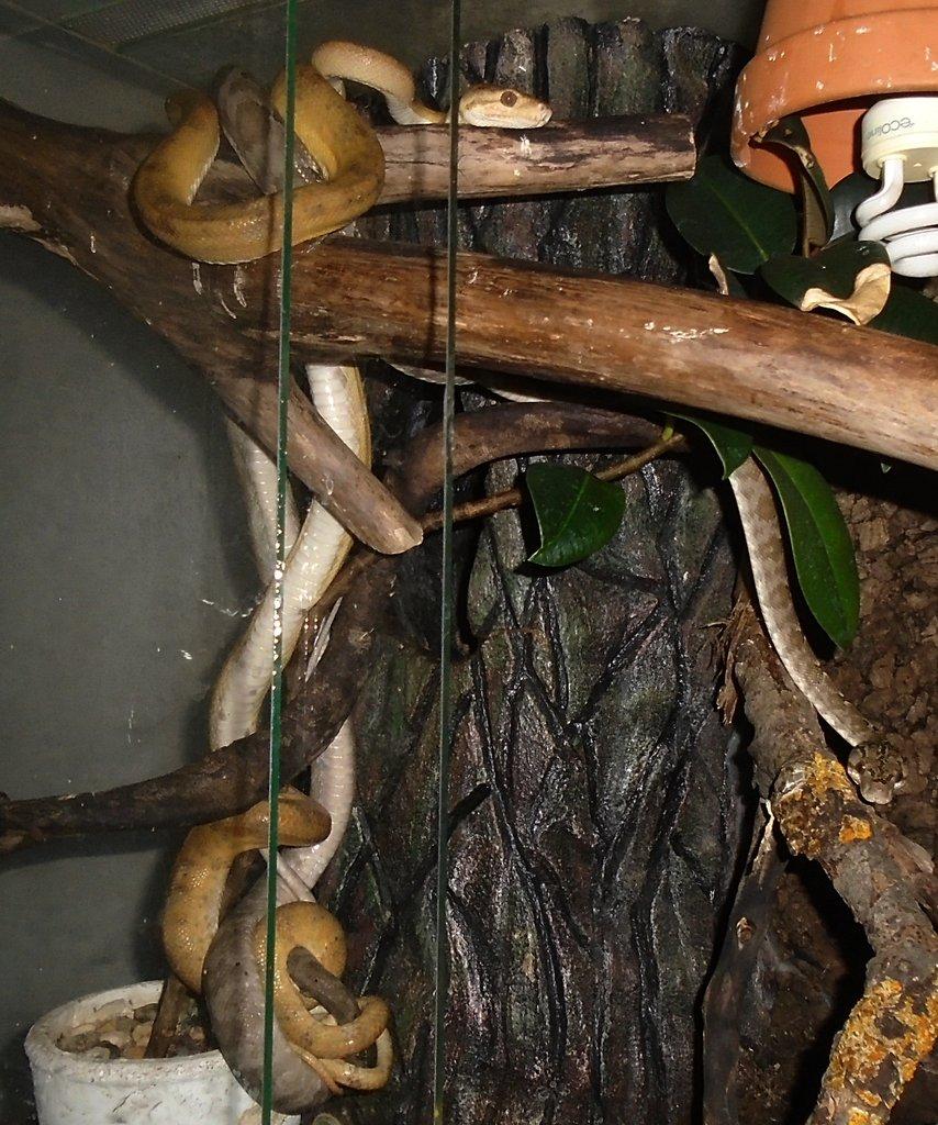 1,1 Corallus hortulanus Psohlavec orinocký
