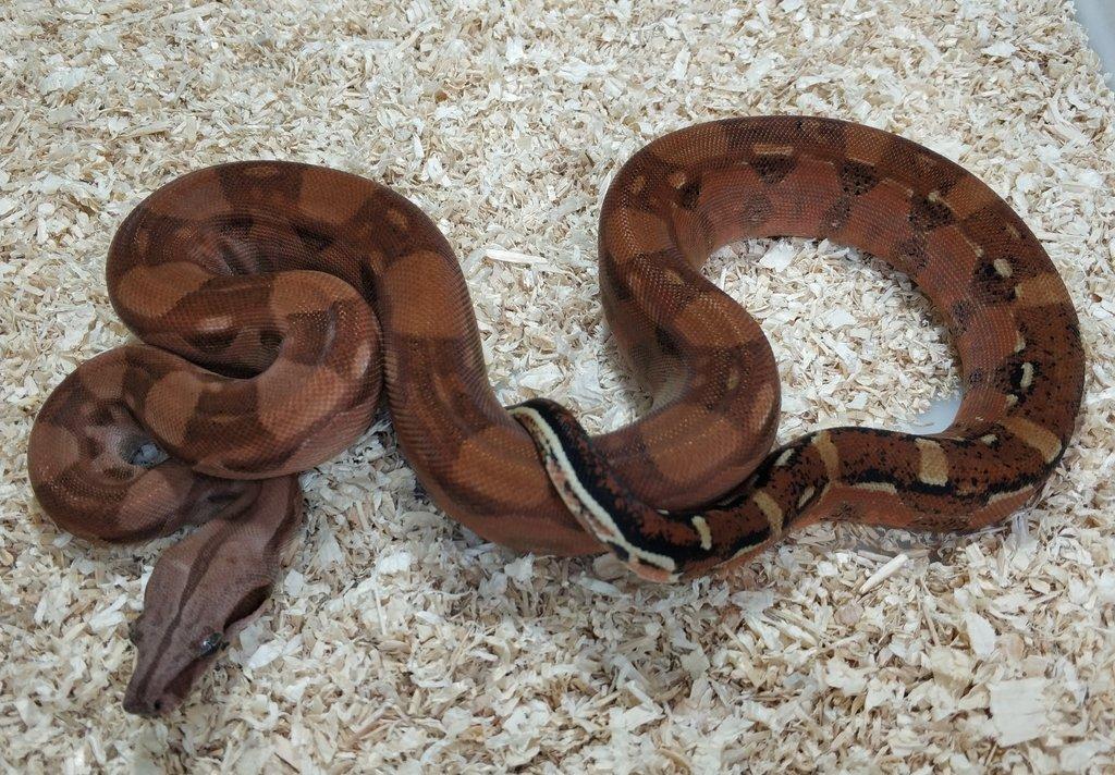 Boa imperator - Hypo Aztec Red Pastel het Sharp Albino