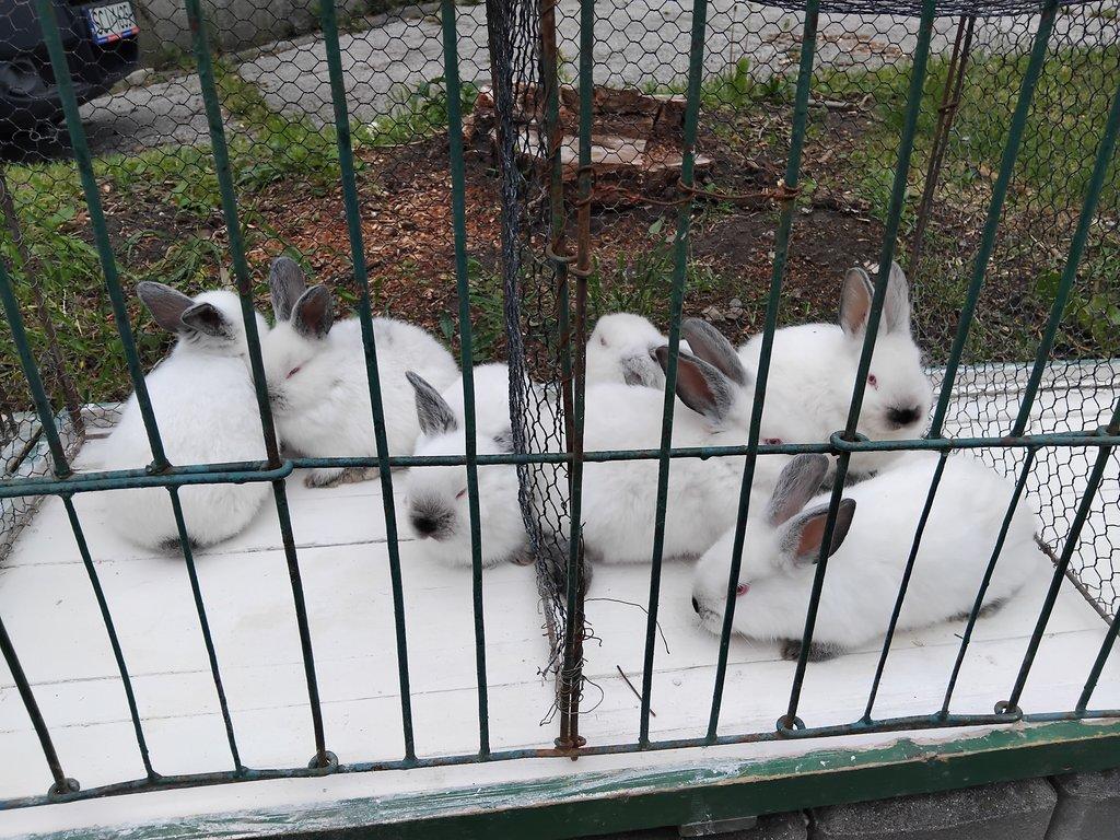 Chovatelské trhy ve Slezské Ostravě