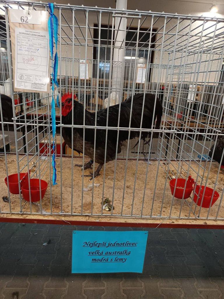 Násadová vejce Australky velké černé a modré s lemy