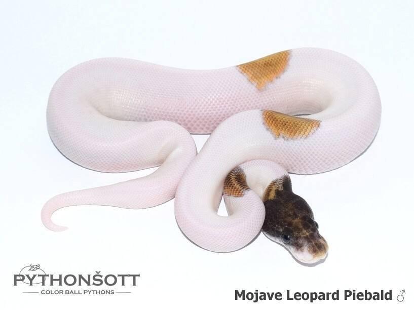 Krajta královská – mláďata z vlastního chovu