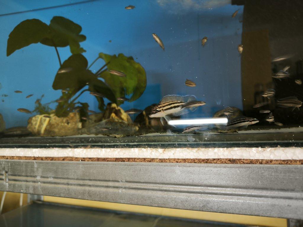 Malawi Tanganika Fauna trhy Ostrava 25.5.