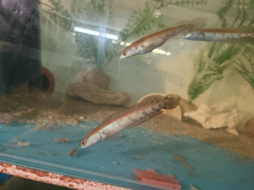 Prodám Channa Red Barito