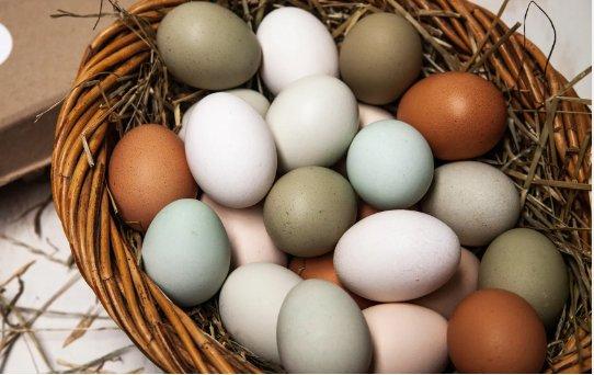 Slepice Dominanty - Darkshell - Greenshell - Sussex - Leghorn - prodej i o svátek!