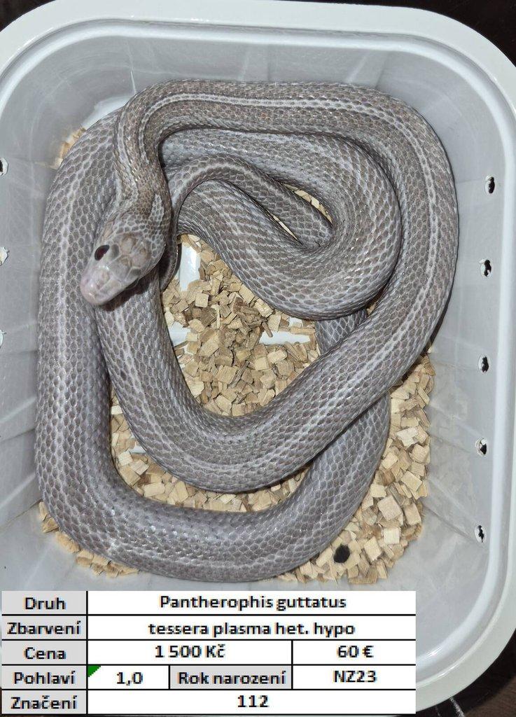 Pantherophis guttatus