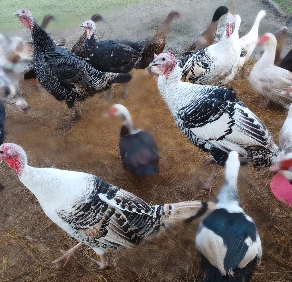 Prodej letošních KRŮT 🦃🦃