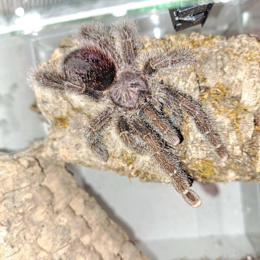 Avicularia aj. ŽE 10.5. Stůl B03