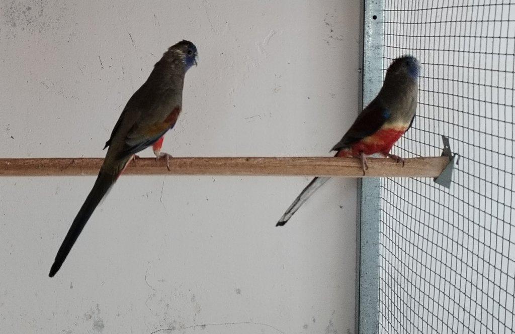 Vyměním nebo prodám