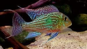 geophagus sveni rio parana