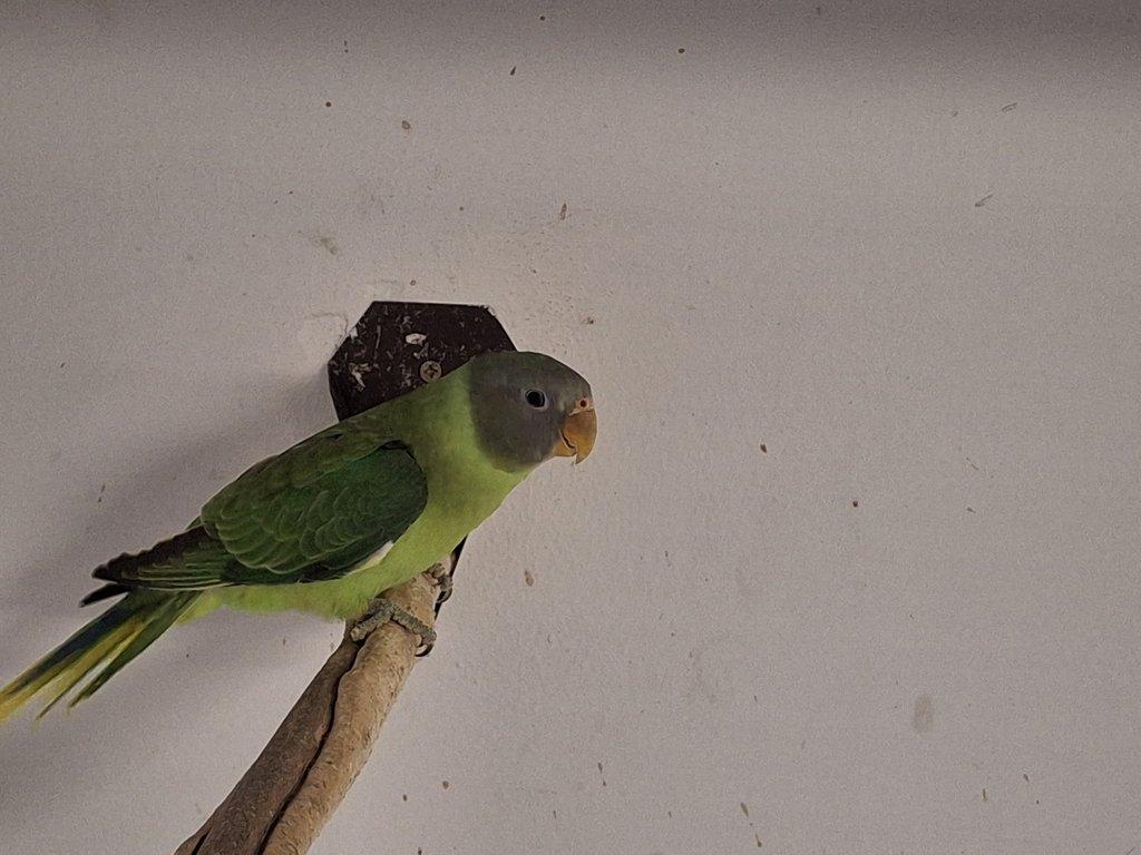 Alexandr černohlaví