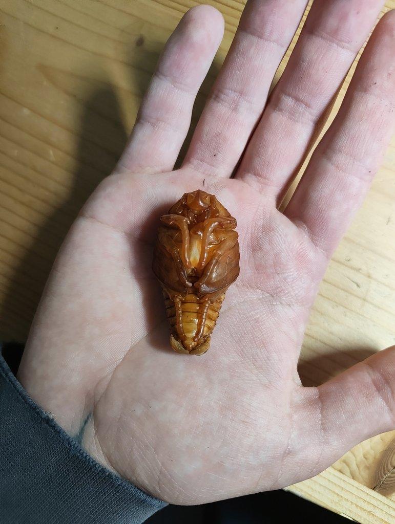 Koupím imago samičku Mecynorhina torquata ugandensis