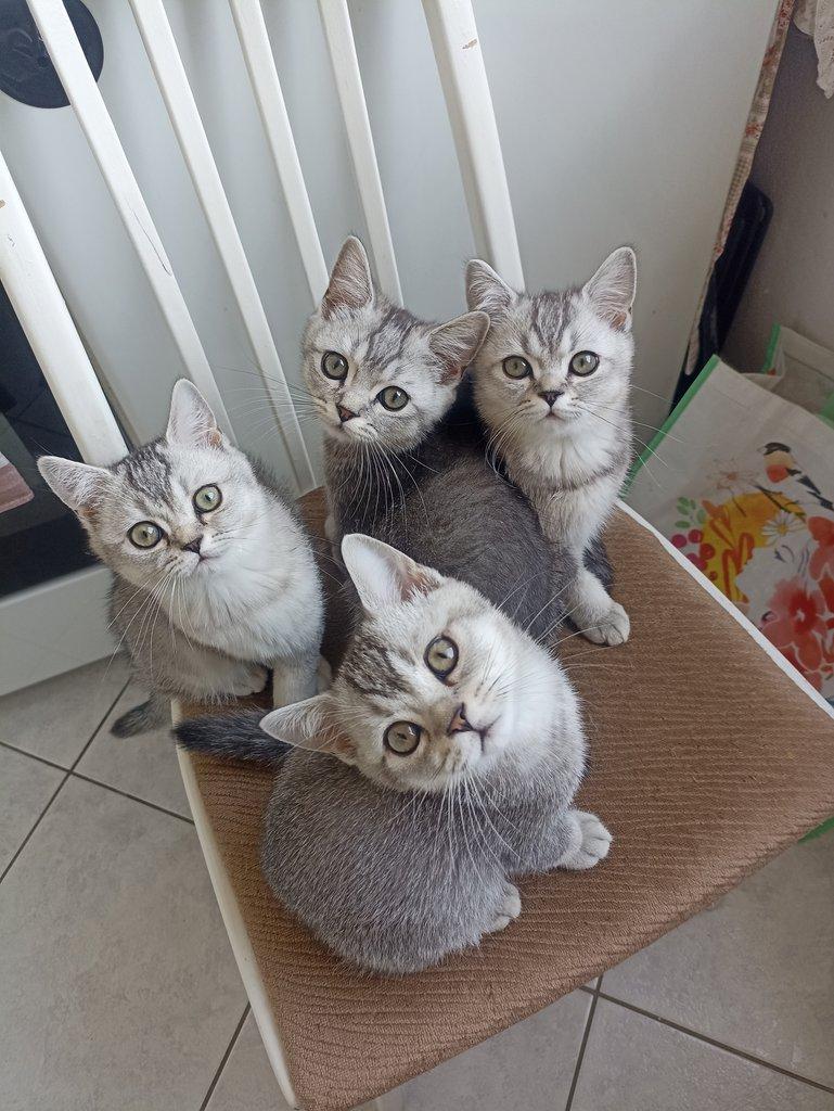 Britska kotata whiskas ihned k odberu