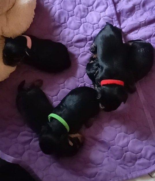 Štěňata yorkšírských teriérů s PP