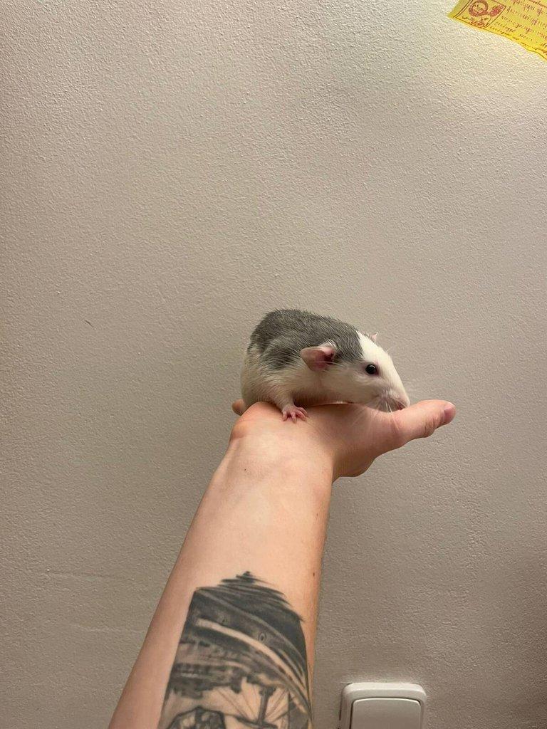 Daruji potkany ( 2 samce, 2 samice) (Husky x Dumbo)