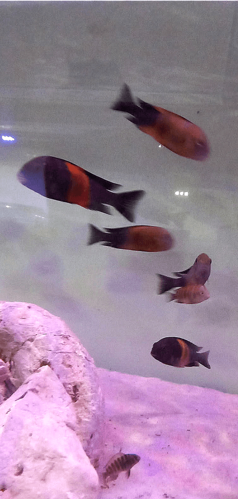 Tropheus moori bemba