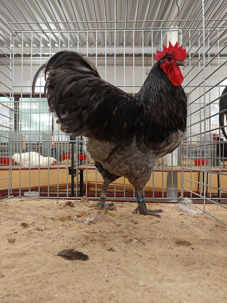 Násadová vejce Australky velké černé a modré s lemy