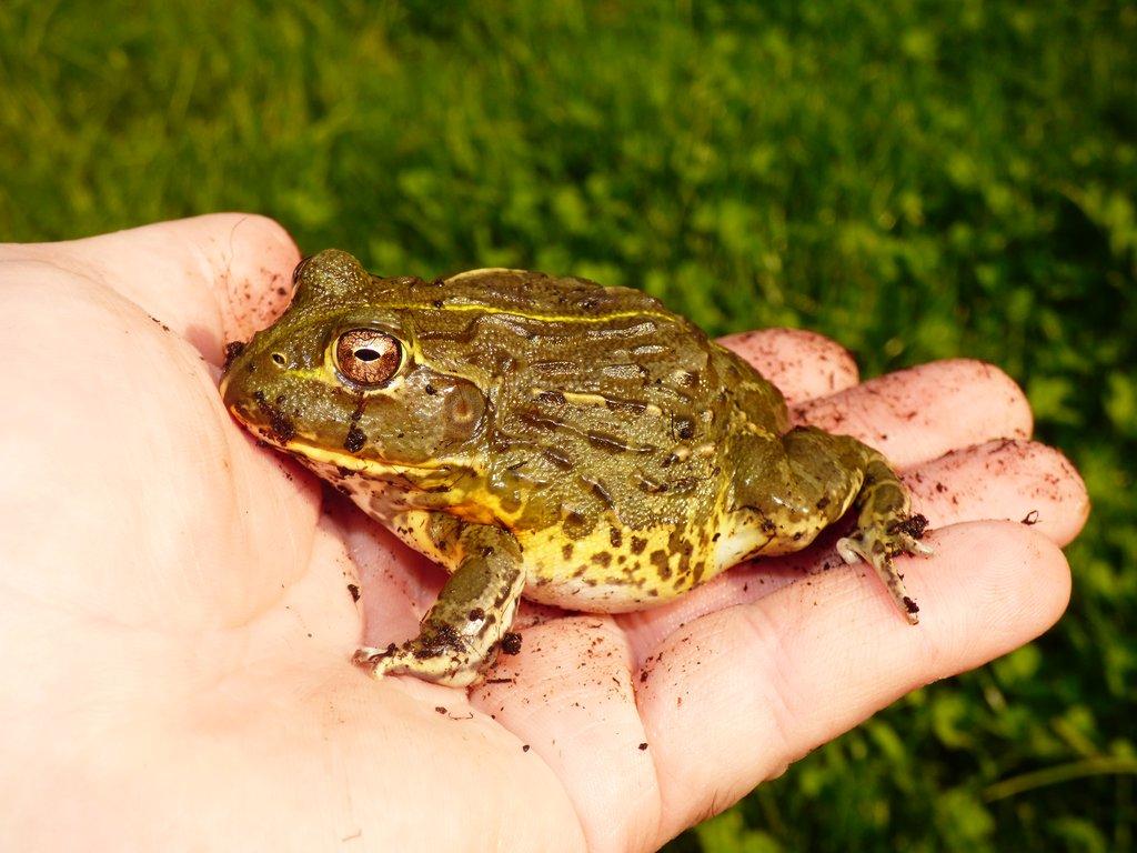 Hrabatka drsná (Pyxicephalus adspersus)