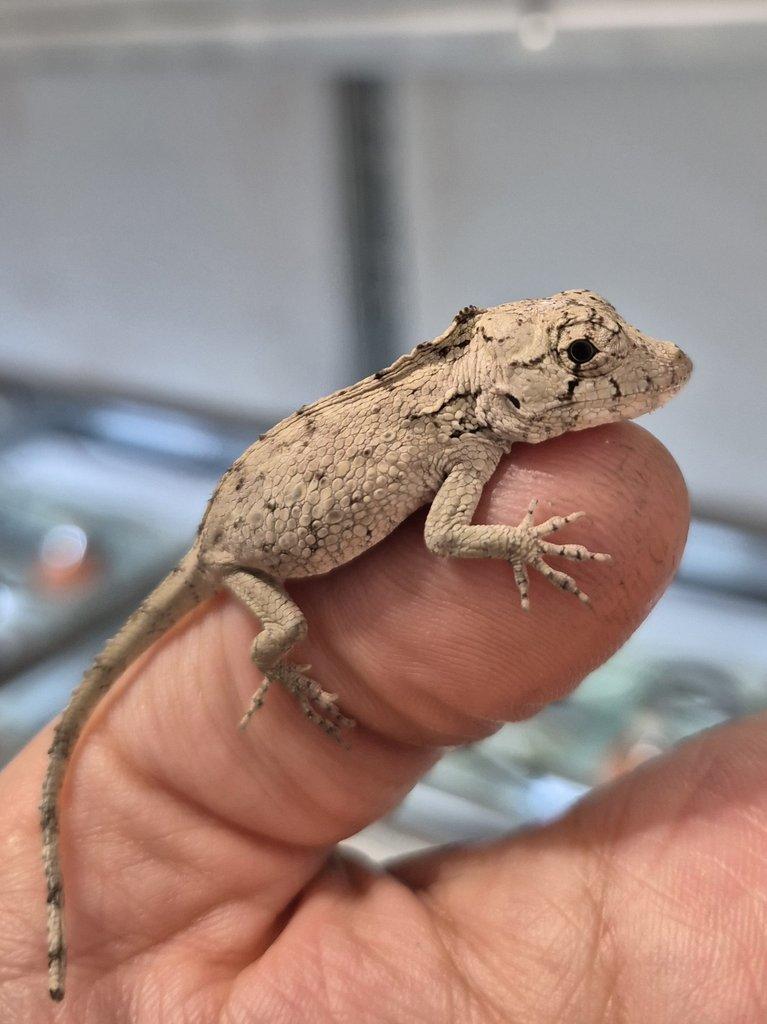 Tria : Gastropholis prasina a Anolis Barbatus