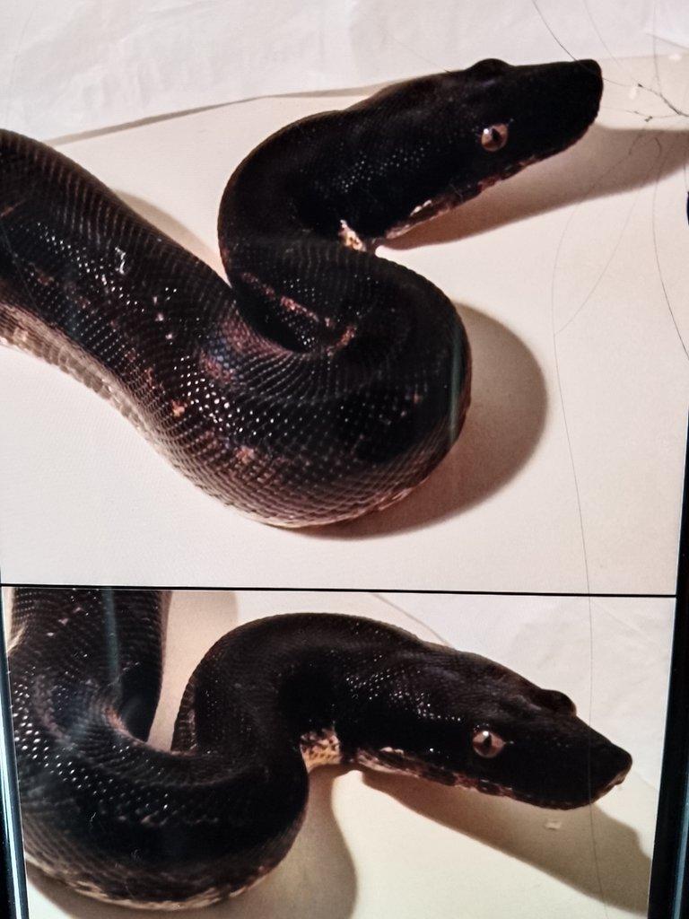 Hroznýš královský