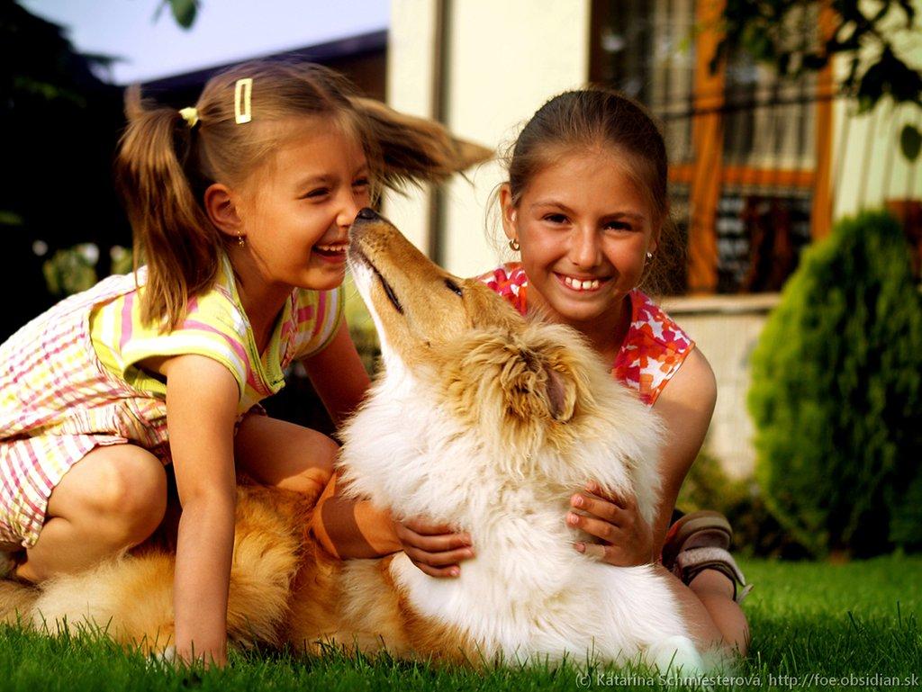 Dlouhosrstá kolie - štěňátka s PP