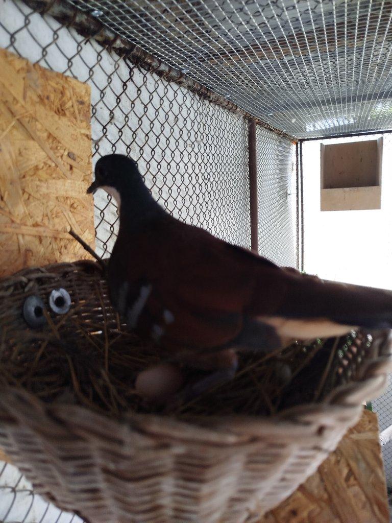 Holub Bartlet -Gallicolumba crinigera